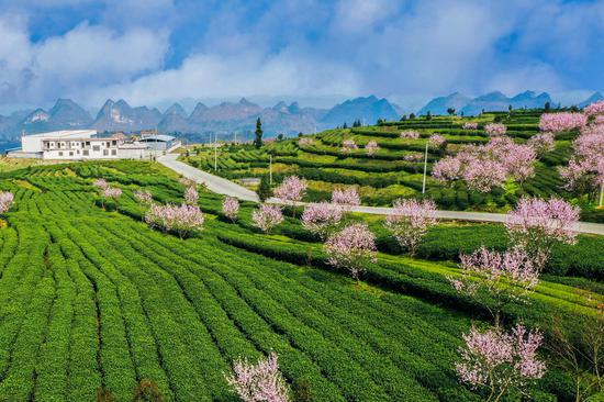 第八届"品平塘甲茶·观中国天眼 贵州春茶第一壶"开采品鉴活动10日